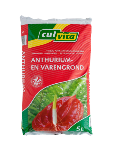 Culvita Anthurium en Varengrond