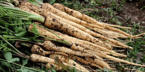 Koken uit de moestuin: recept voor groentestoof met pastinaak