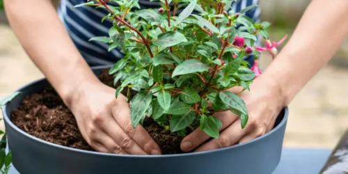 Overpotten: hoe doe je dit en waar moet je op letten?