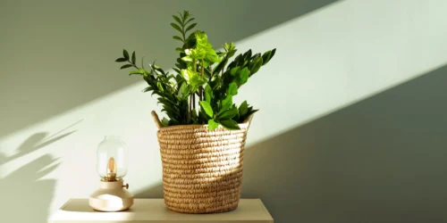 De juiste plek voor je plant