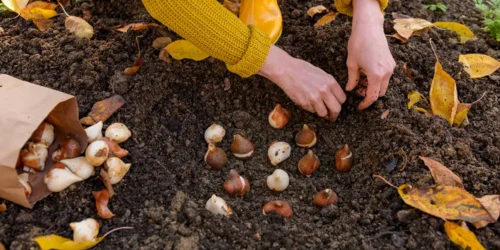 Bollen planten in de herfst: zo doe je dat
